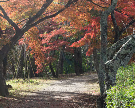 散歩コースの景観